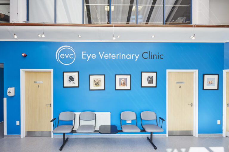 Veterinary Ophthalmology Internship Position at the Eye Veterinary